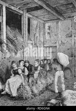 Picking hops in the hayloft of an Altmark house, Saxony-Anhalt, Germany, historical illustration circa 1893 Stock Photo