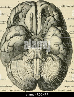 . Cunningham's Text-book of anatomy. Anatomy. 540 THE NEKVOUS SYSTEM. is closely applied to the internal aspect of the cranial vault, and are separated from each other by a deep median cleft, termed the fissura longitudinalis cerebri, which extends from the front to the back of the brain. The inferior aspect of the brain is usually termed the basis cerebri. It presents an uneven and irregular surface, which is more or less accurately adapted to the inequalities on the floor of the cranial cavity. Upon this aspect of the brain some of its main subdivisions may be recognised. Thus, posteriorly,  Stock Photo