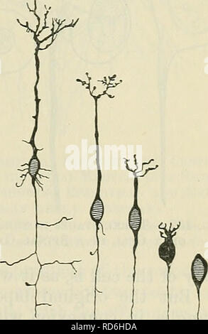 Grey Commis . Cunningham's Text-book of anatomy. Anatomy. THE WHITE MATTEE OF THE ...