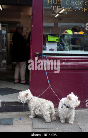 Two West Highland Terriers tied up outside an East-End shop, London, United Kingdon Stock Photo