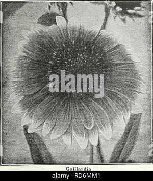 . Currie Bros. : fifty-eighth year 1933. Flowers Seeds Catalogs; Bulbs (Plants) Seeds Catalogs; Vegetables Seeds Catalogs; Nurseries (Horticulture) Catalogs; Plants, Ornamental Catalogs; Gardening Equipment and supplies Catalogs. MILWAUKEE, WISCONSIN Page 47. GAILLARDIA THE DAZZLER—The flowers are very large, of dark, rich red with a bright orange tip on the end of each petal, making it a very attractive flower for florists and for table decoration. Seeds....Pkt. 20c GAILLARDIA GRANDIFLORA PORTOLA HYBRIDS—This superb new strain of perennial Gaillardias produces flowers of immense size, the col Stock Photo