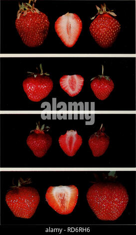 . Culture du fraisier dans l'est du Canada. Fraises; Strawberries. Gravure 2 Redcoat Veestar Vibrant Bounty. 10. Please note that these images are extracted from scanned page images that may have been digitally enhanced for readability - coloration and appearance of these illustrations may not perfectly resemble the original work.. Craig, D. L. (Donald Laird), 1923-; Canada. Agriculture Canada. Ottawa : Agriculture Canada Stock Photo