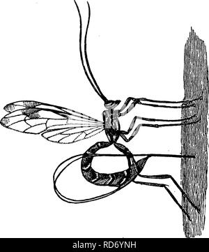 Stragglers Insect Several members of the Fig family are parasitic 'stranglers'. They grow ...
