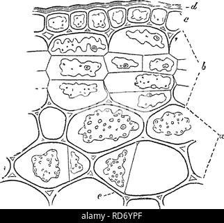 . Principles of the anatomy and physiology of the vegetable cell. Plant cells and tissues. THE VEGETABLE CELL. membranes on the outside of the primordial utricles during this process, wHch membranes form secondary layers to the parent- cell where in contact with its walls, and laminse of a partition dividing the parent-cell where in contact at the point of junction of the two secondary cells. The number and direction of their septa depend altogether on the number and position of the nuclei, since each of these becomes the centre of a secondary cell. The secondary cells accurately fill the cavi Stock Photo