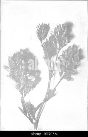 . The book of alfalfa; history, cultivation and merits. Its uses as a forage and fertilizer. Alfalfa. Alfalfa Blossoms Enlarged. Please note that these images are extracted from scanned page images that may have been digitally enhanced for readability - coloration and appearance of these illustrations may not perfectly resemble the original work.. Coburn, F. D. (Foster Dwight), 1846-1924. New York, O. Judd Stock Photo