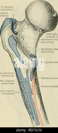 . Cunningham's Text-book of anatomy. Anatomy. 410 THE MUSCULAE SYSTEM. Piriformis (insertion) Gluta-us medius (insertion) Obturator interims and gemelli (insertion) ? Obturator externus (insertion) — Quadratus femoris (insertion) Ilio-psoas (insertion) skeleton; and another element, the iliacus, extending between the hip bone and the femur. The muscles chiefly occupy the posterior wall of the abdomen and pelvis major, their insertions only appearing in the thigh below the inguinal ligament, in the lateral part of the genuoral triangle. M. Psoas Major.—The psoas major is a large piriform muscle Stock Photo