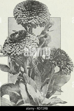 . Currie's farm and garden annual : spring 1930. Flowers Seeds Catalogs; Bulbs (Plants) Seeds Catalogs; Vegetables Seeds Catalogs; Nurseries (Horticulture) Catalogs; Plants, Ornamental Catalogs; Gardening Equipment and supplies Catalogs. Calendula Radio. CALENDULA OFFICINALIS FLORE PLENO RADIO In Radio we offer a distinct break in the formation of the flower.. The petals are beau- tifully quilled, the quilling has an extraordinary effect on the appearance of the flower and it is hard to realize that such beauty of form could be attained in a calendula.. The flower is extremely blobular in shap Stock Photo