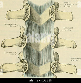 vertebral arch and lamina