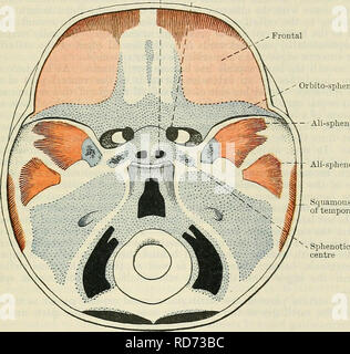 . Cunningham's Text-book Of Anatomy. Anatomy. Auditory Tube Membrana 