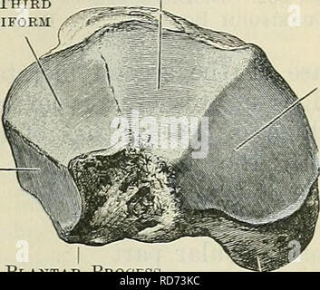 . Cunningham's Text-book of anatomy. Anatomy. THE CUNEIFOEM BONES. 261 the edges of which are striated. Into this surface the tendo calcaneus is inserted. The lowest surface is rough and striated, and is confluent below with the medial and lateral processes; this is overlain by the dense layer of tissue which forms the pad of the heel. Os Naviculare Pedis. The navicular bone (O.T. scaphoid), of compressed piriform shape, is placed on the medial side of the foot, between the head of the talus posteriorly and the three cuneiform bones anteriorly. The bone derives its name from the oval or boat-s Stock Photo