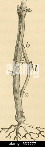 Ligature point hi-res stock photography and images - Page 2 - Alamy