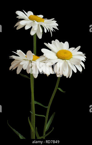 Three big white chamomiles isolated on black background Stock Photo