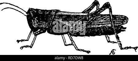 A manual for the study of insects. Insects. no THE STUDY OF 
