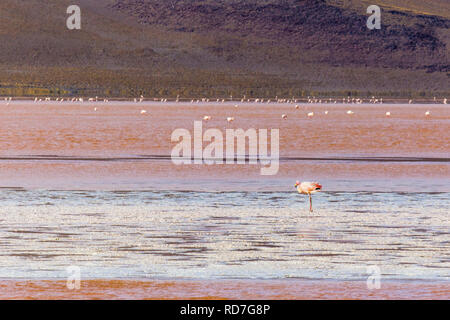 Colorada lagoon and awesome natural landscape at Bolivian Andes Altiplano. Red colour water with Flamingos fishing on an amazing wild environment Stock Photo