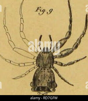 . Bijdrage tot de kennis der arachniden van den Indischen archipel. Arachnida. . Please note that these images are extracted from scanned page images that may have been digitally enhanced for readability - coloration and appearance of these illustrations may not perfectly resemble the original work.. Doleschall, C. Ludwig, -1859. Batavia Stock Photo