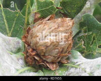 Andricus foecundatrix (gallwasp) induced Artichoke gall on Quercus (oak). Stock Photo