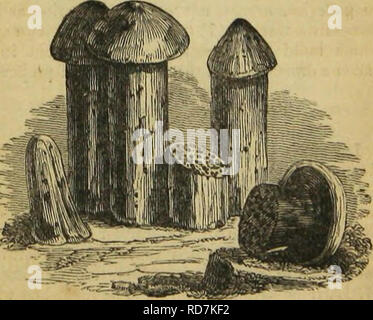 . Insect architecture. Insects. WH1-TE ANTS. 301 bitants to travel over with more safety, or else, which is not improbable, worn by frequent treading Turret-Building White Ants. Apparently more than one species, smaller than the preceding, such as the Termes mordax and T. atrox of Smeathman, construct nests of a very dif- ferent form, the figures of which resemble a pillar, with a large mushroom for a capital. These turrets are composed of well-tempered black earth, and stand nearly three feet high. The conical mush- room-shaped roof is composed of the same material, and the brims hang over th Stock Photo