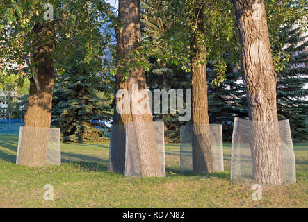 Balsam Poplar trees (Populus balsamifera) wrapped in wire for protection from beavers in city park Stock Photo