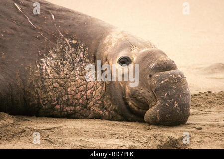 Northern Elephant Seal (Mirounga angustirostris) dominant male on beach Stock Photo