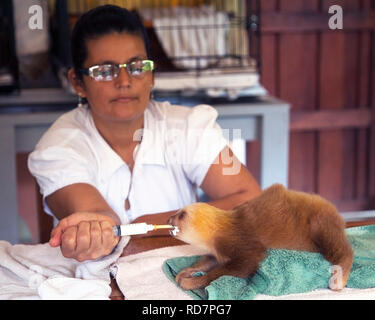 Caretaker feeding baby orphan sloth at the Sloth Sanctuary of Costa Rica (Hoffmann's Two-toed Sloth, Choloepus hoffmanni) Stock Photo