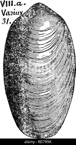 . A dictionary of the fossils of Pennsylvania and neighboring states named in the reports and catalogues of the survey ... Paleontology. Amni. 24 Amnicola limosa. Say. Recent shell marl at Harmon- burg, Crawford county, Pa. I. C. White's Report Q-t, p. 41. Post-tertiary. Ampliigenia elongata {Pentamerits eloiigatiis) Vanuxem, page 132. fig. 31,1. Copied by Hall on plate, fig. [04, not common western New I York. VIII a. fUpper Helder- berg formation, and Schoharie grit. Variety, undulata; Hall, vol. IV, 1867, vari- ety sibbtrigonalis. See Meganteris subtrigonalis. Hall, 10th Rt. of Regents, 185 Stock Photo