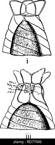 . The British Charophyta. Characeae. 54 BRITISH CHAROPHYTA. the spiral-cells are abruptly narrowed on their inner sidej leaving a cavity (Fig. 23 i, ii). Below this the spiral-cells become tumid, leaving only a narrow channel between them, leading to a second cavity situated immediately above the oosphere (Fig., 23 ii). The upper part of the spiral-cells lengthens, forming a neck above the oosphere and under the coronula, in the process of which the outer layer of the cell- membrane splits transversely, leaving a jagged edge. Please note that these images are extracted from scanned page images Stock Photo