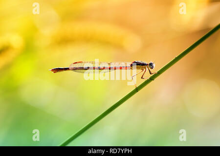 Dragonfly is a predator and rests before hunting Stock Photo