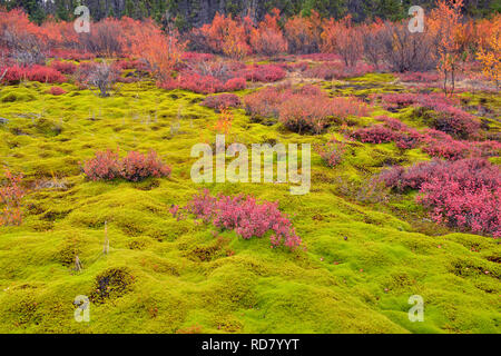 Autumn blueberry in a bed of moss, Arctic Haven Lodge, Ennadai Lake, Nunavut, Canada Stock Photo