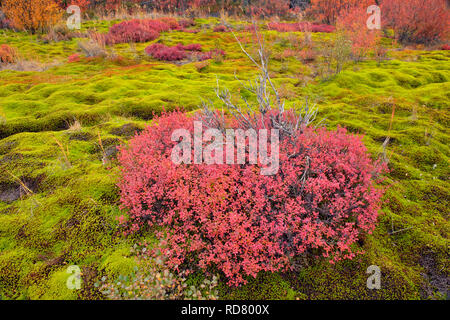Autumn blueberry in a bed of moss, Arctic Haven Lodge, Ennadai Lake, Nunavut, Canada Stock Photo