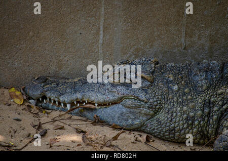 close up of Indian Mugger Crocodile or Indian Marsh crocodile Stock ...