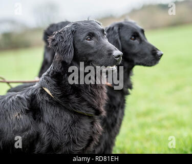 flat coated retriever Stock Photo