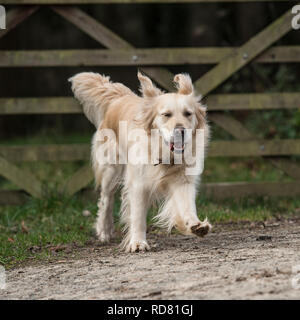 golden retriever running on a walk Stock Photo