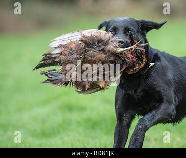 labrador retrieving a shot pheasant Stock Photo