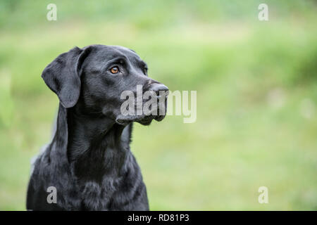 black labrador retriever Stock Photo