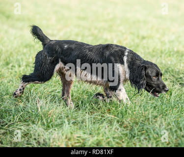 english springer spaniel trotting in grass Stock Photo