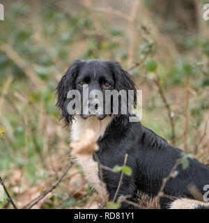 english springer spaniel Stock Photo