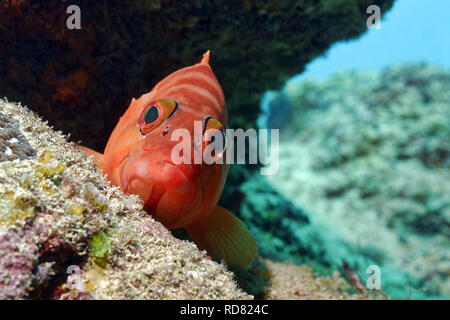 Blacktip grouper - Epinephelus fasciatus Stock Photo