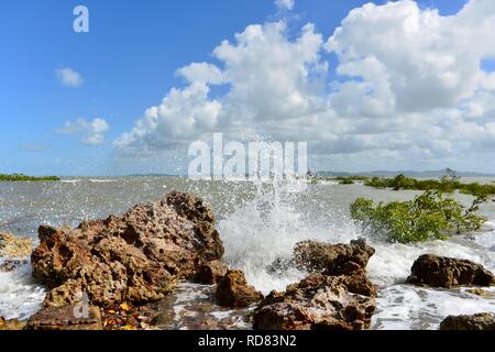 Waves crashing against rugged rocks near mangroves, Yuibera trail at Cape Hillsborough National Park, Queensland, Australia Stock Photo