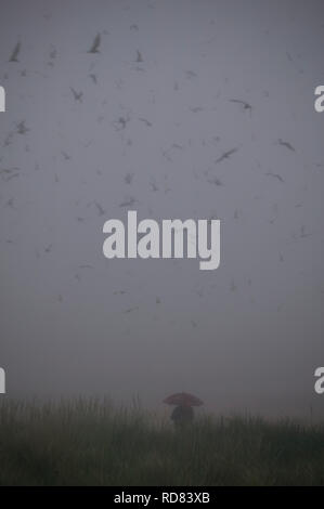 Arctic terns (Sterna paradisaea) in flight with a researcher walking, in mist, Northumberland, UK, June 2009 Stock Photo