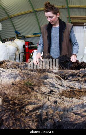 Sorting and grading wool for process of spinning for commercial use in Woollen Mill using local skilled labour developed from Uists and Europe .Wool sourced from same machir where Little Terns nest each summer .Biodiversity and sustainable agricultural product from Machir. Stock Photo