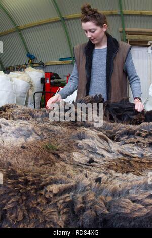 Sorting and grading wool for process of spinning for commercial use in Woollen Mill using local skilled labour developed from Uists and Europe .Wool sourced from same machir where Little Terns nest each summer .Biodiversity and sustainable agricultural product from Machir. Stock Photo