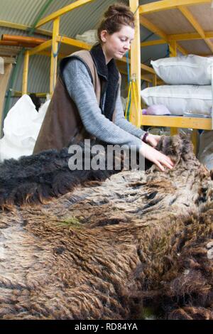 Sorting and grading wool for process of spinning for commercial use in Woollen Mill using local skilled labour developed from Uists and Europe .Wool sourced from same machir where Little Terns nest each summer .Biodiversity and sustainable agricultural product from Machir. Stock Photo