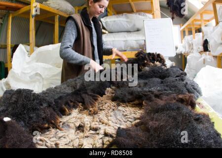 Sorting and grading wool for process of spinning for commercial use in Woollen Mill using local skilled labour developed from Uists and Europe .Wool sourced from same machir where Little Terns nest each summer .Biodiversity and sustainable agricultural product from Machir. Stock Photo