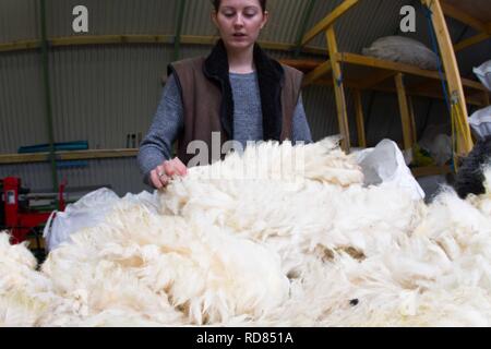 Sorting and grading wool for process of spinning for commercial use in Woollen Mill using local skilled labour developed from Uists and Europe .Wool sourced from same machir where Little Terns nest each summer .Biodiversity and sustainable agricultural product from Machir. Stock Photo