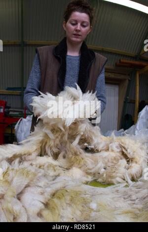 Sorting and grading wool for process of spinning for commercial use in Woollen Mill using local skilled labour developed from Uists and Europe .Wool sourced from same machir where Little Terns nest each summer .Biodiversity and sustainable agricultural product from Machir. Stock Photo