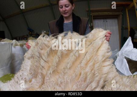 Sorting and grading wool for process of spinning for commercial use in Woollen Mill using local skilled labour developed from Uists and Europe .Wool sourced from same machir where Little Terns nest each summer .Biodiversity and sustainable agricultural product from Machir. Stock Photo