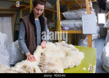 Sorting and grading wool for process of spinning for commercial use in Woollen Mill using local skilled labour developed from Uists and Europe .Wool sourced from same machir where Little Terns nest each summer .Biodiversity and sustainable agricultural product from Machir. Stock Photo