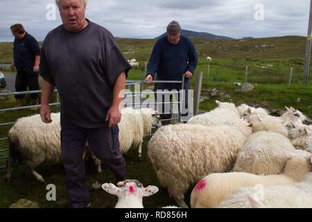 Hand clipping and machine sheering cross breed sheep for textile industry including for Harris tweed on remote part of The Uists . Crofting . Stock Photo