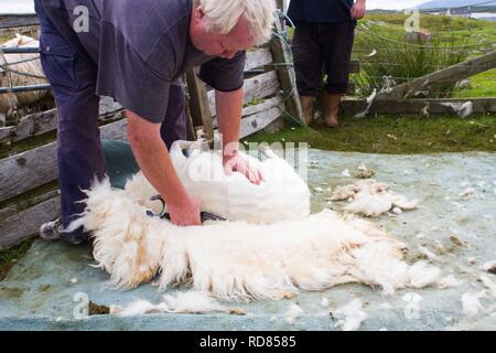 Hand clipping and machine sheering cross breed sheep for textile industry including for Harris tweed on remote part of The Uists . Crofting . Stock Photo