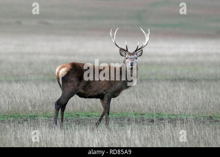 A deer in Windsor Great Park, Berkshire, as temperatures are set to drop down to below freezing. Stock Photo